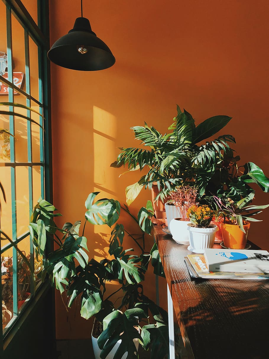 green-leafed plants beside table inside room, potted plant, nature HD wallpaper