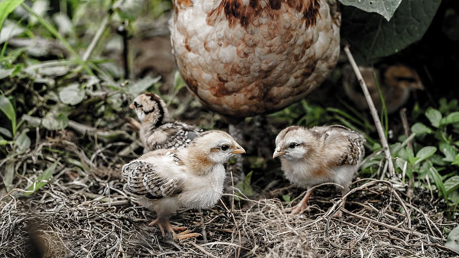 hen with chicks on ground, group of animals, animal themes, vertebrate HD wallpaper