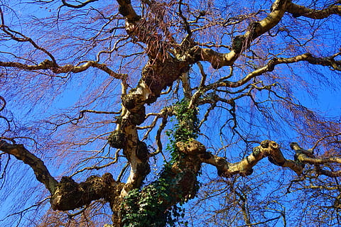 birch, tree, birch tree, tree top, branch, bare branch, gnarled HD wallpaper