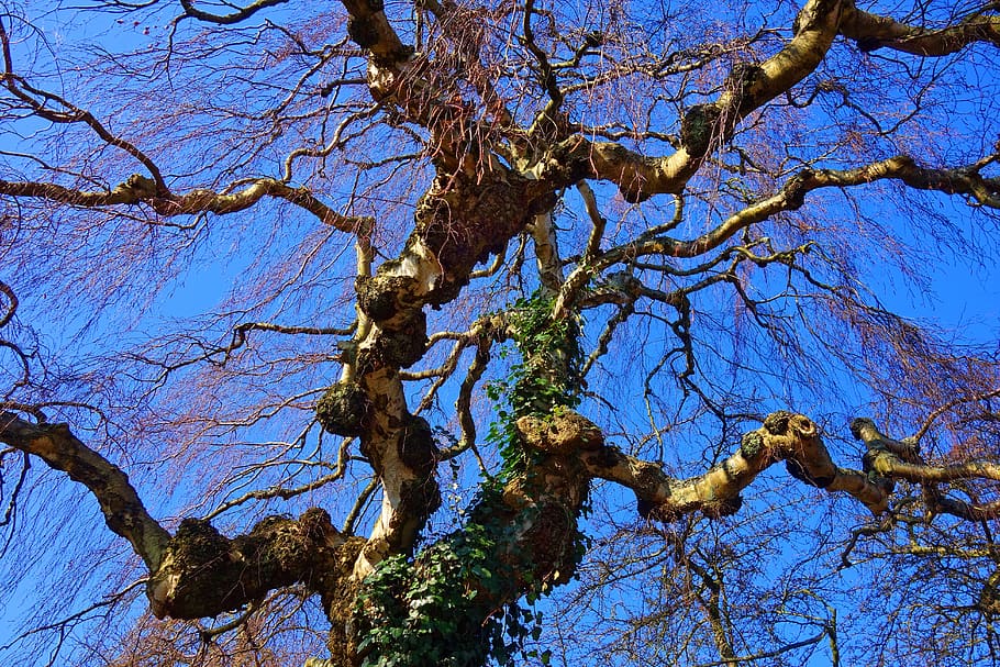 birch, tree, birch tree, tree top, branch, bare branch, gnarled HD wallpaper