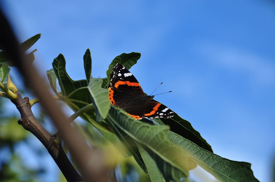 butterfly, autumn, fig tree, insect, wing, invertebrate, plant part HD wallpaper