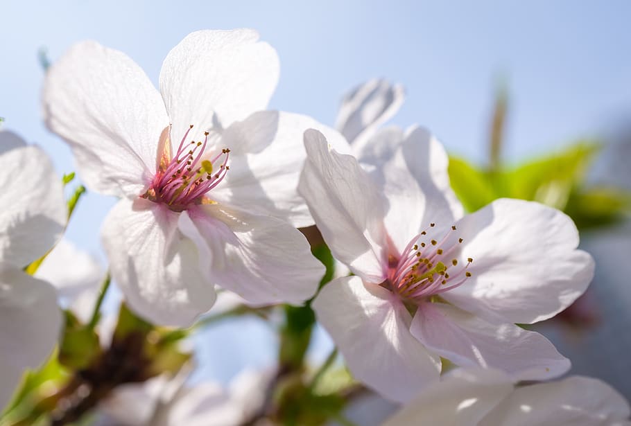 flowers, nature, plants, leaf, floral, beautiful, cherry tree HD wallpaper