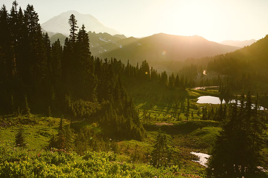 green-leafed trees, plant, beauty in nature, tranquil scene, tranquility HD wallpaper