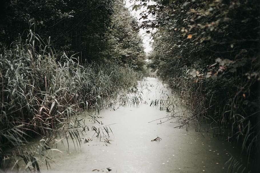 creek between green grass, water, nature, no people, plant, day HD wallpaper