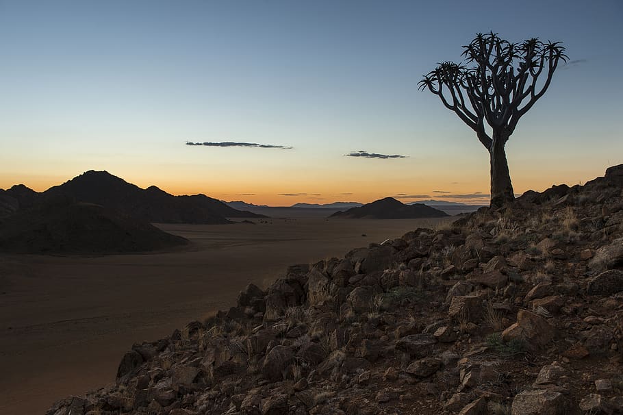 namibia, quiver tree, sunset, wilderness, travel, africa, mood HD wallpaper
