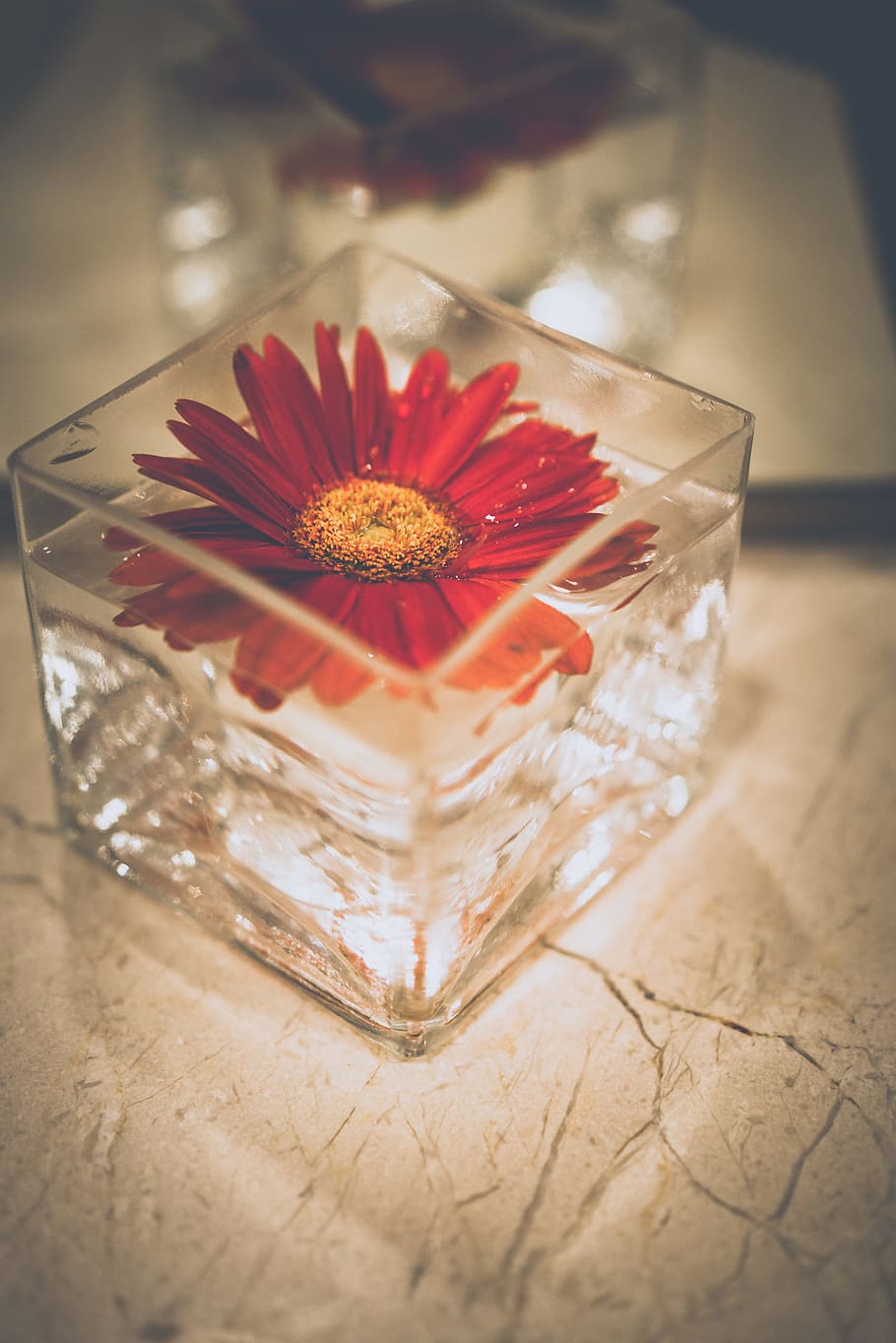 Shallow Focus Photography of Red Petal Flower Decor, bloom, blooming HD wallpaper