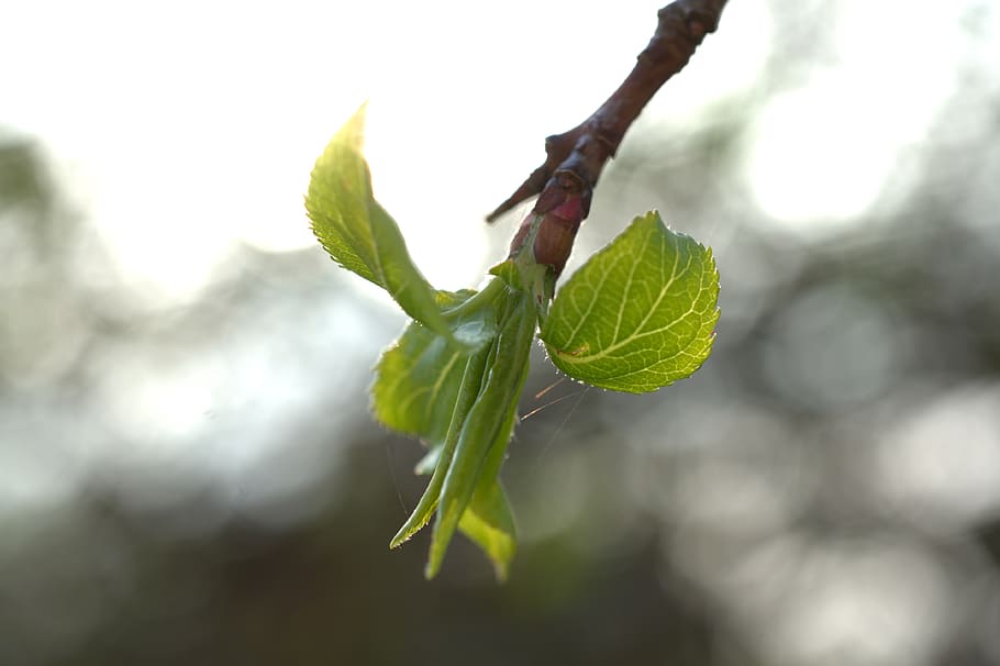 leaf, bud, spring, green, tree, branch, fresh, bloom, grow HD wallpaper