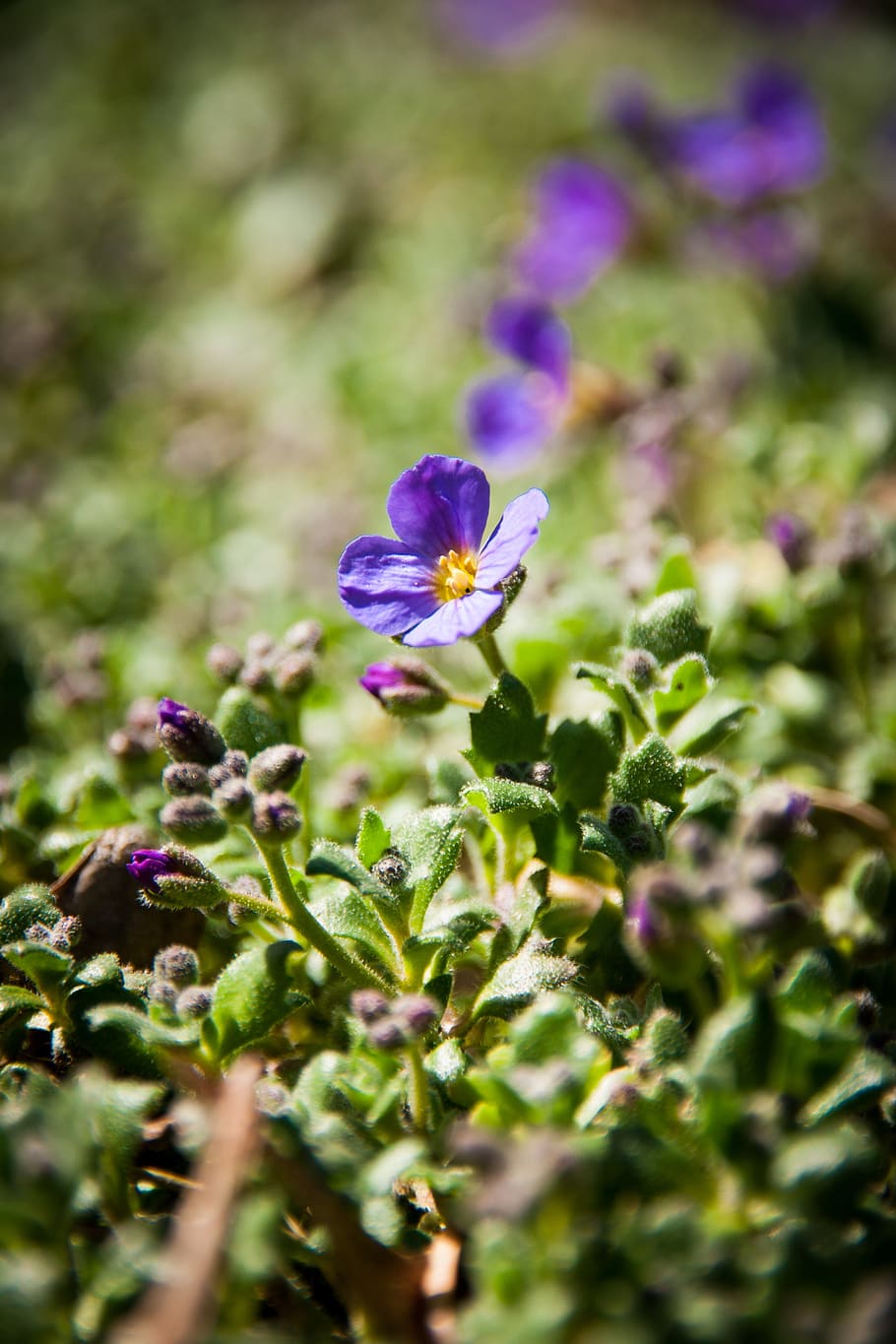 nature, spring, bud, blossom, bloom, plant, branch, close up HD wallpaper