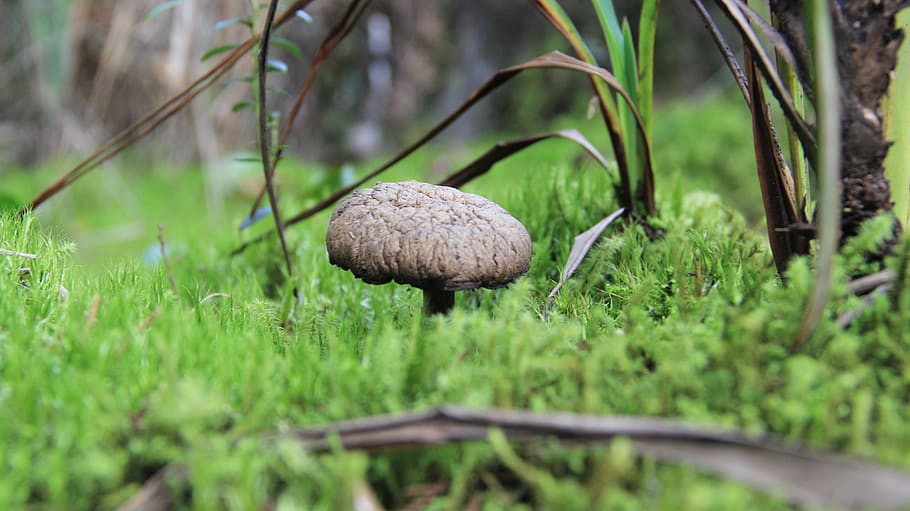 hongo, mushroom, seta, plant, fungus, vegetable, growth, land HD wallpaper