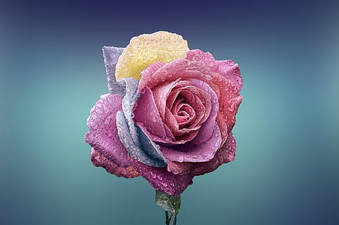 Pink Rose in Selective-focus Photography, bloom, blossom, close-up HD wallpaper
