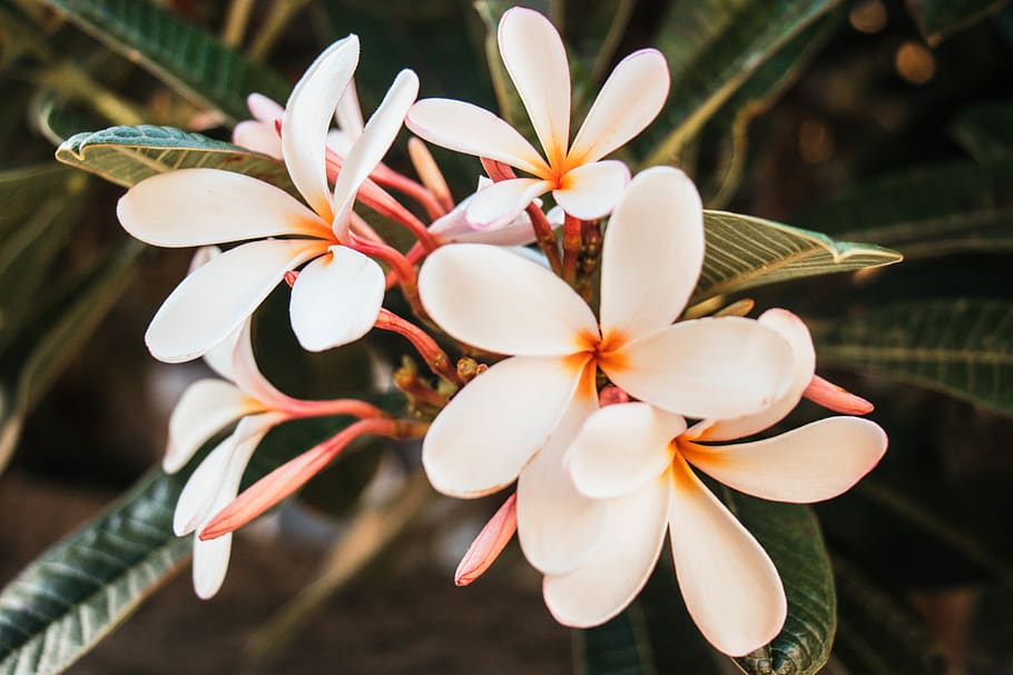 plant, growth, flower, flowering plant, petal, fragility, beauty in nature HD wallpaper