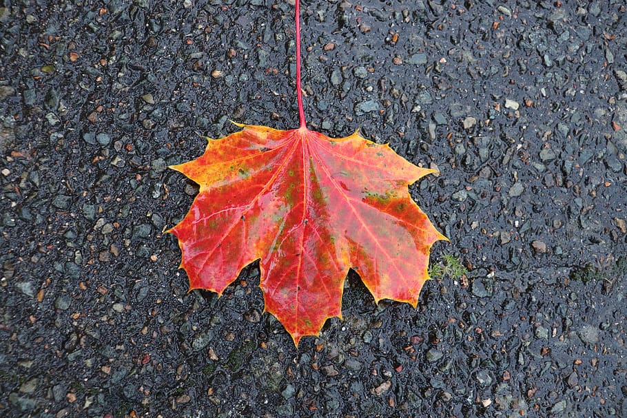 fall, leaf, fall colors, bitumen, road, nature, tree, red, autumn HD wallpaper