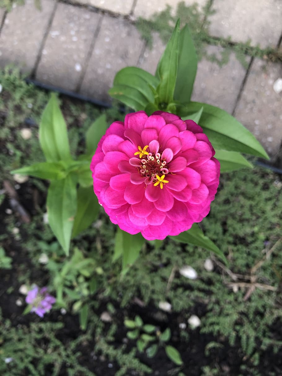 flower, bright, bloom, pink, garden, fresh, spring, floral, HD wallpaper