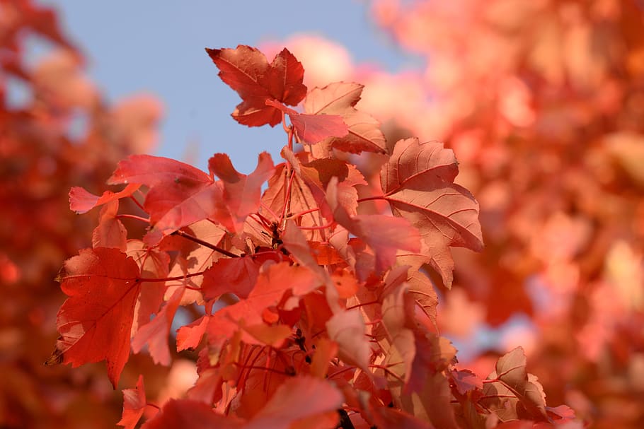 red, maple, leaf, blue sky, autumn, leaves, nature, colorful HD wallpaper