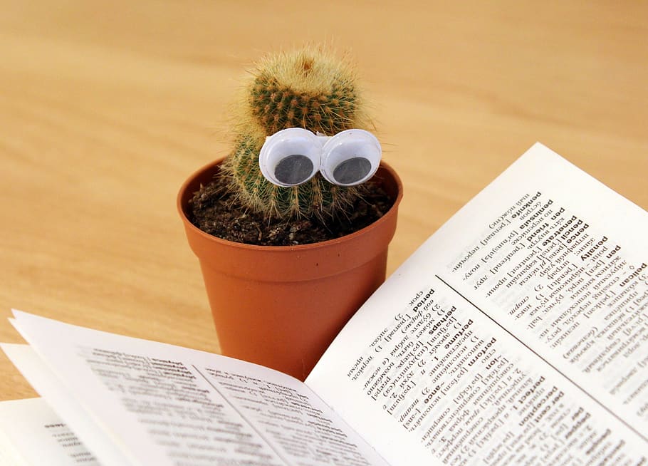 Green Cactus Beside White Book, knowledge, pages, pot, pot plant HD wallpaper