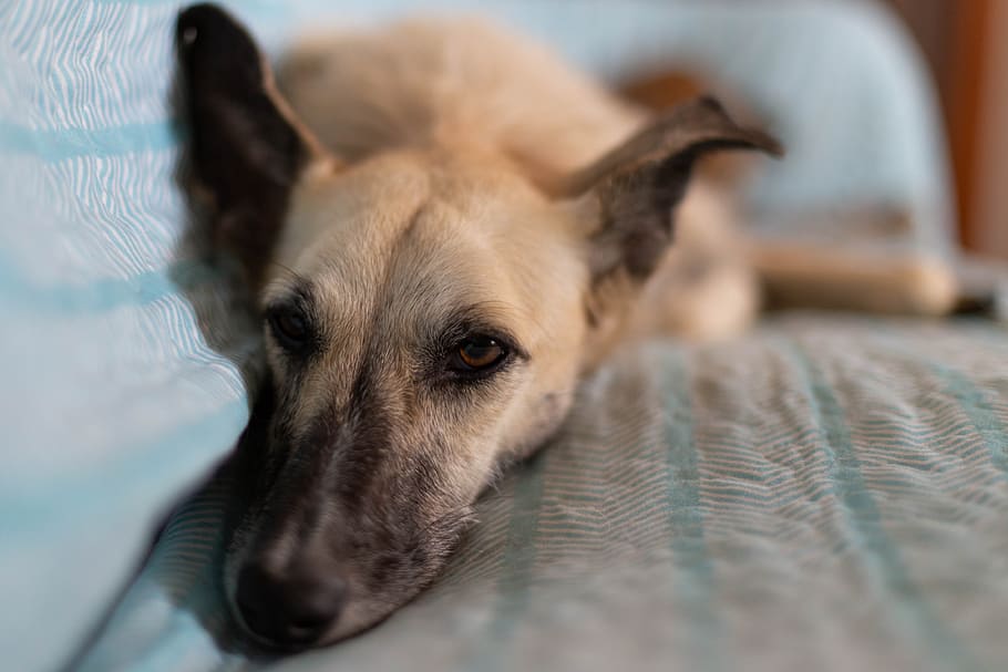 dog, sofa, white, crossbreed, placid, one animal, pets, domestic HD wallpaper