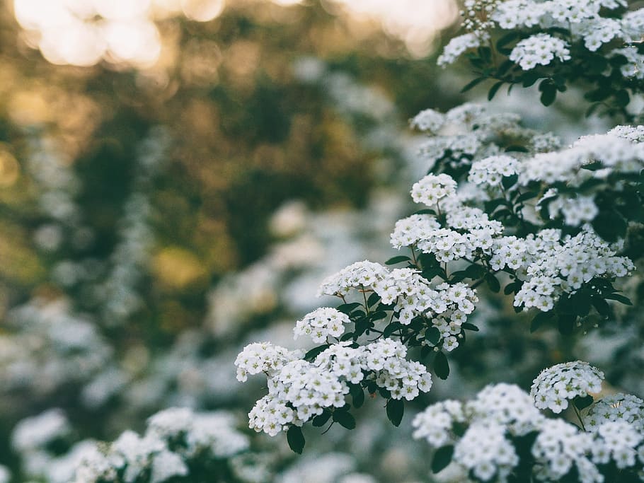 white, flower, tree, plant, nature, blur, garden, beauty in nature HD wallpaper