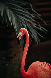 Flamingo, animals in the wild, animal themes, vertebrate, bird HD wallpaper