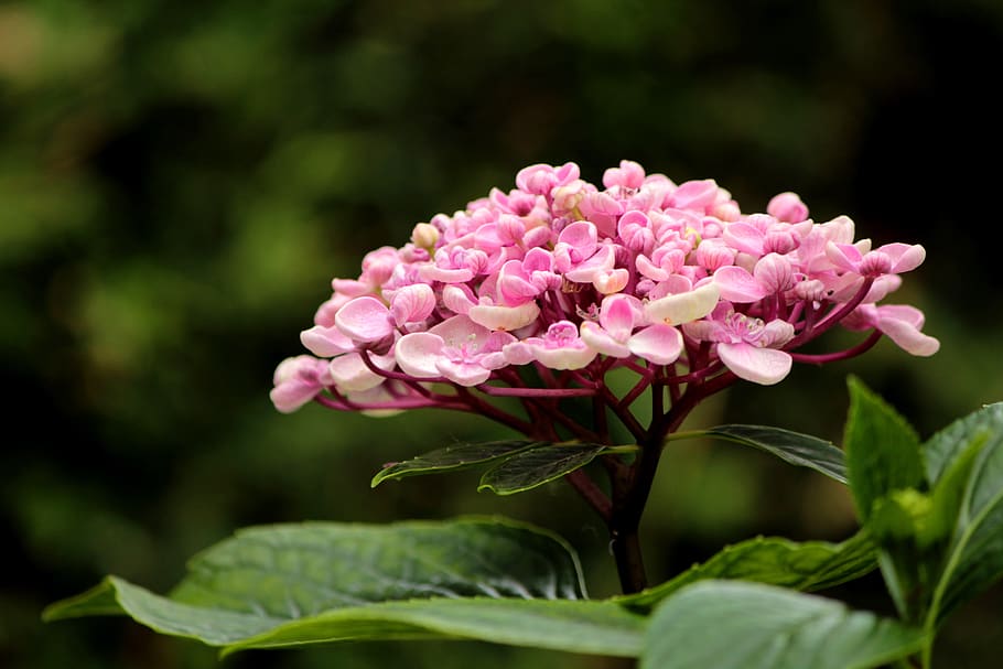 hydrangea, flower, pink, garden, summer, decorative, romantic, HD wallpaper