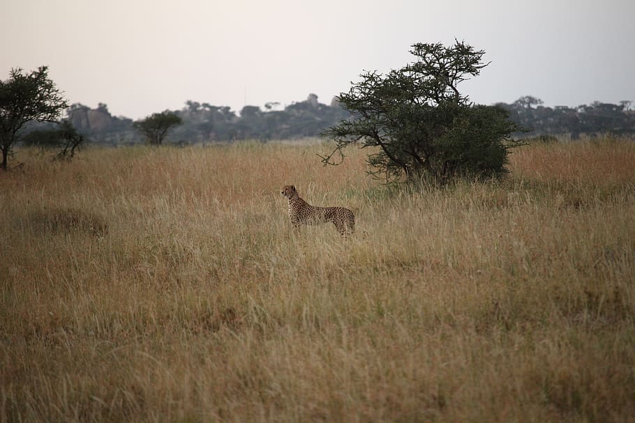 cheetah, plant, tree, grass, animal themes, mammal, sky, field HD wallpaper