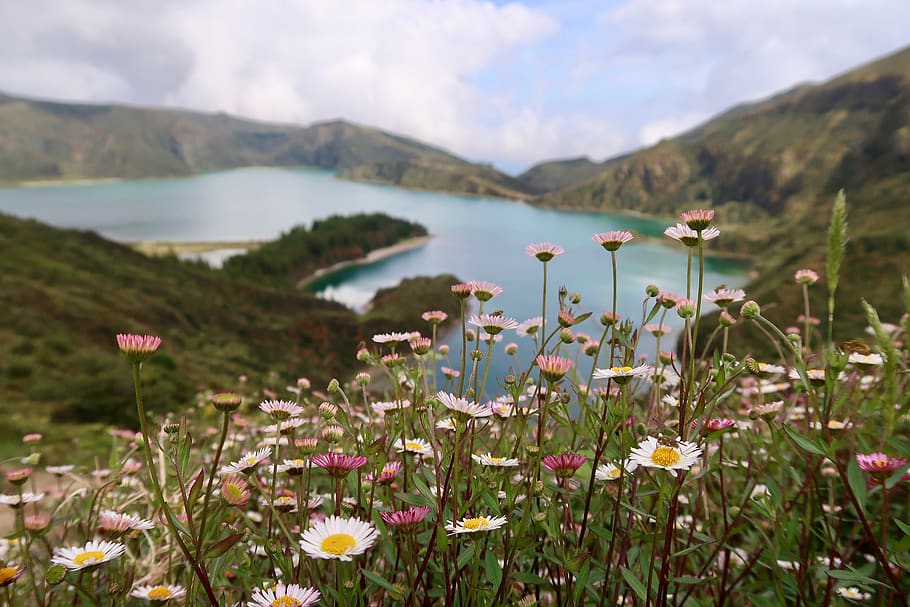 pink flower lot, azores, daisy, blossom, daisies, flora, plant HD wallpaper
