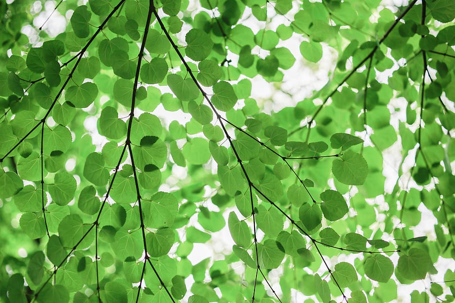 green leafed plant, tree, japan, leaves, nature, veins, sunlight HD wallpaper