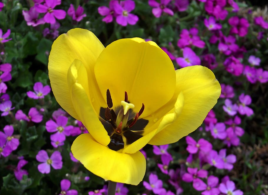tulip, flower, yellow, spring, garden, nature, blooming spring HD wallpaper