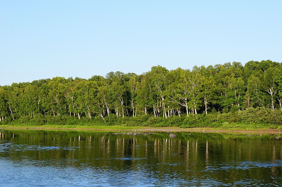 canada, gander river, trees, birch, hardwood, water, plant HD wallpaper