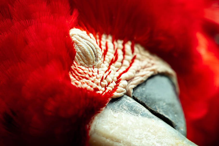 beige textile, red, animal, animal themes, one animal, close-up HD wallpaper