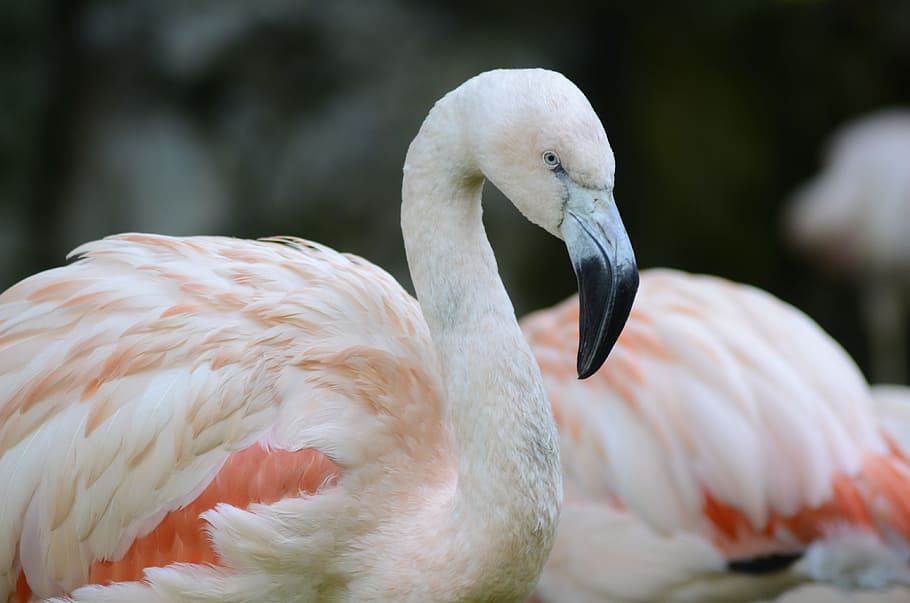 Closeup Photo of White and Orange Bird, animal, animal photography, HD wallpaper