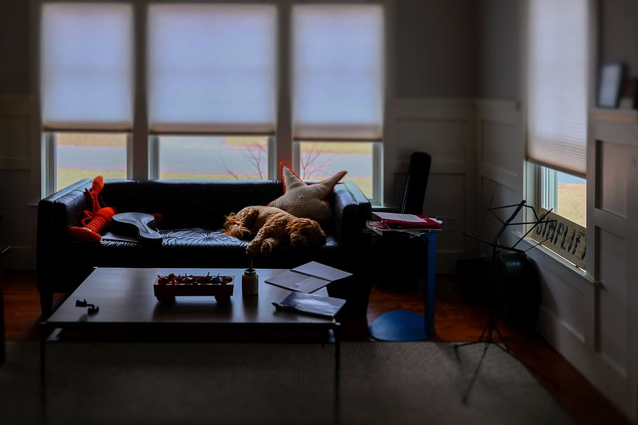 dog lying on sofa, furniture, table, flooring, couch, room, indoors HD wallpaper
