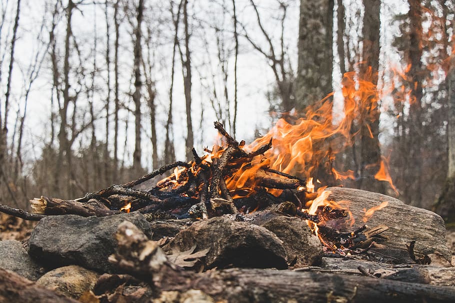 firewood with flame, burning, tree, fire - natural phenomenon HD wallpaper