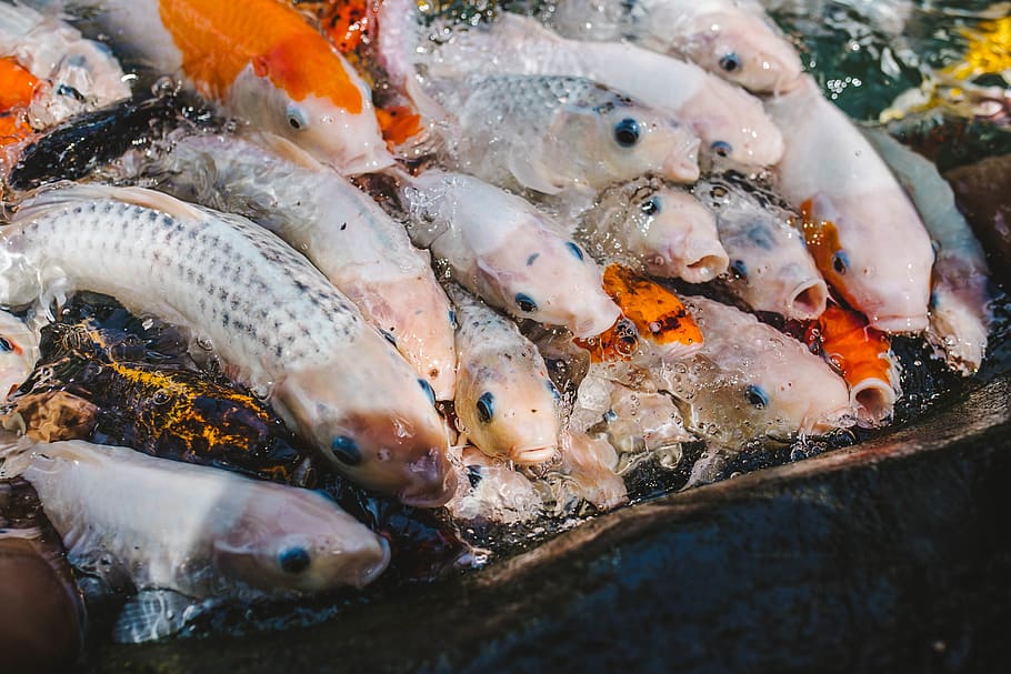 Koi Fish In Water, animals, aquatic animal, food, food and drink HD wallpaper