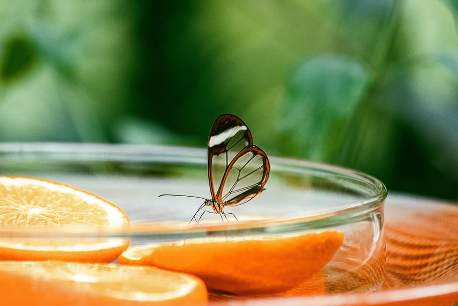 butterfly, insect, exotic, flight insect, nature, animal, animal world HD wallpaper