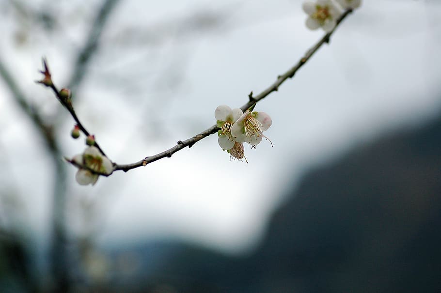 White Flowers, branch, plant, tree, focus on foreground, beauty in nature HD wallpaper