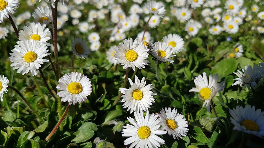 daisies, flowers, spring, nature, garden, flowering plant, freshness HD wallpaper