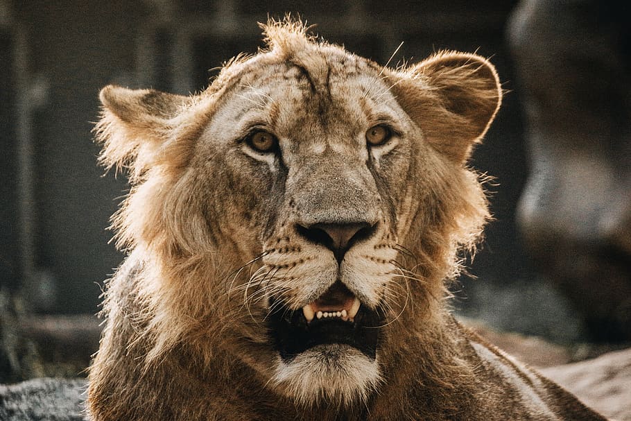 brown lion, animal themes, one animal, feline, animals in the wild HD wallpaper