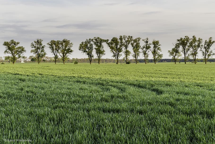 Green Tress and Green Grasses, cereal, country, daylight, environment HD wallpaper