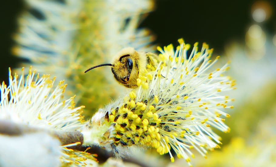 bee in flower, animal themes, animals in the wild, flowering plant HD wallpaper