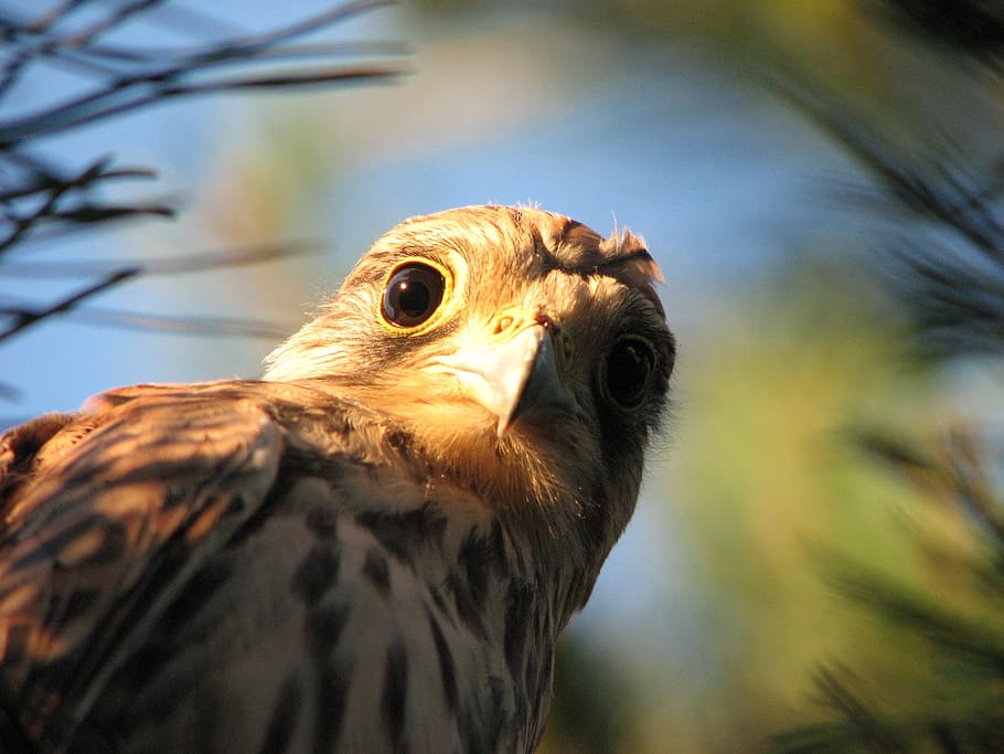falcon, eagle, bird, animal, nature, animal themes, one animal HD wallpaper