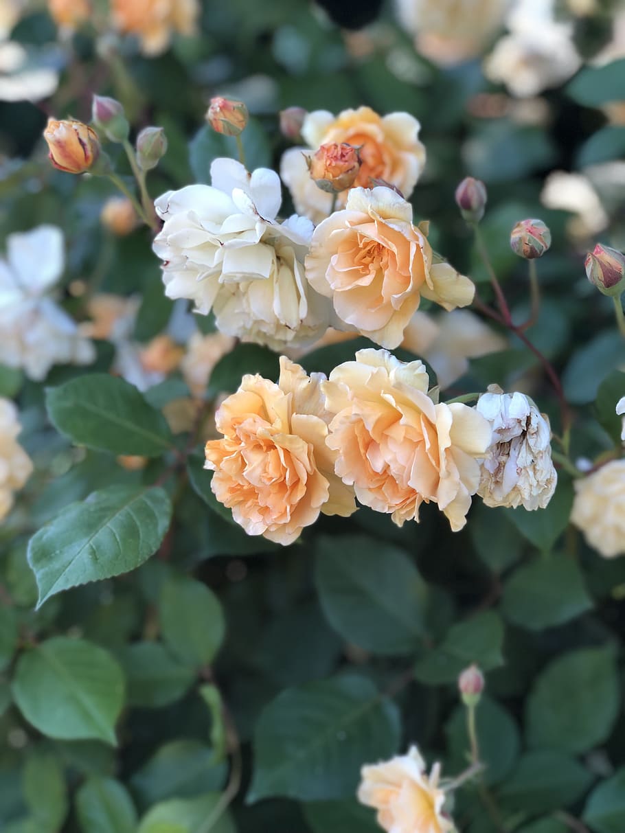 flower, flora, nature, leaf, rose, floral, garden, flowering plant HD wallpaper