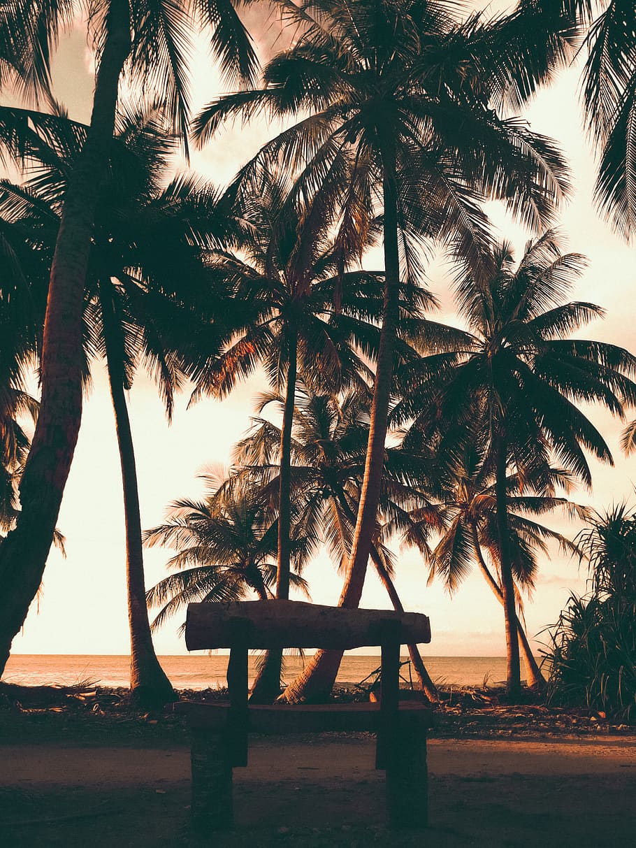 tree, palm tree, tropical climate, plant, sky, nature, growth HD wallpaper