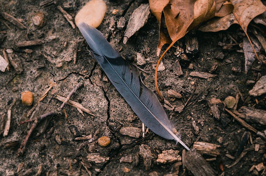 black feather on the ground, nature, land, plant part, leaf, dry HD wallpaper