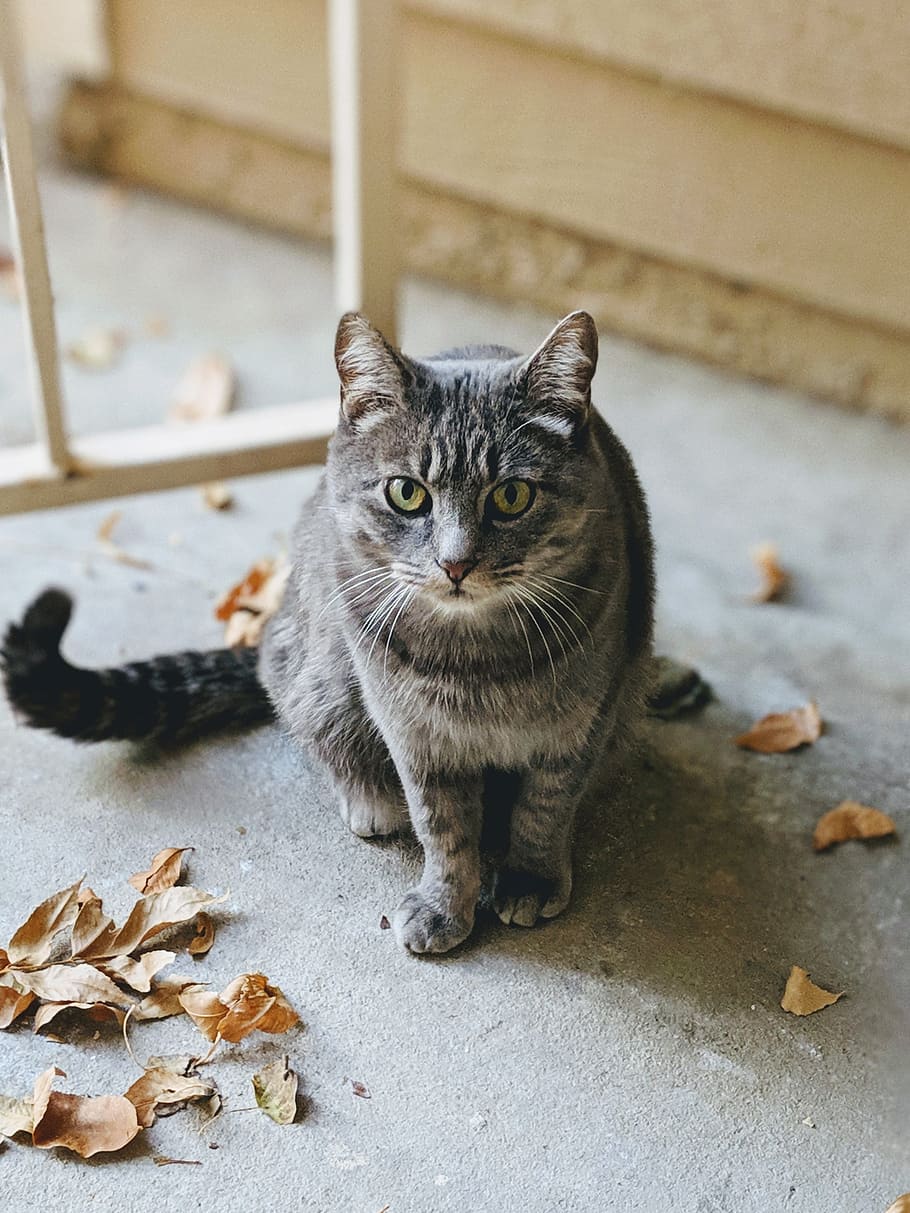 short-fur gray cat on floor, leaf, leaves, outdoors, autumn, fall HD wallpaper