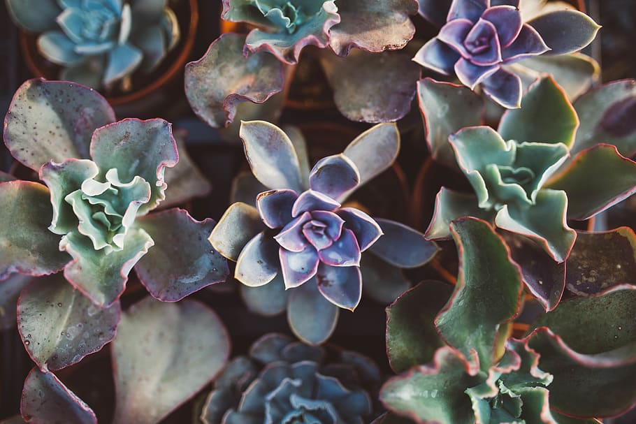 assorted succulents, growth, plant, succulent plant, close-up HD wallpaper