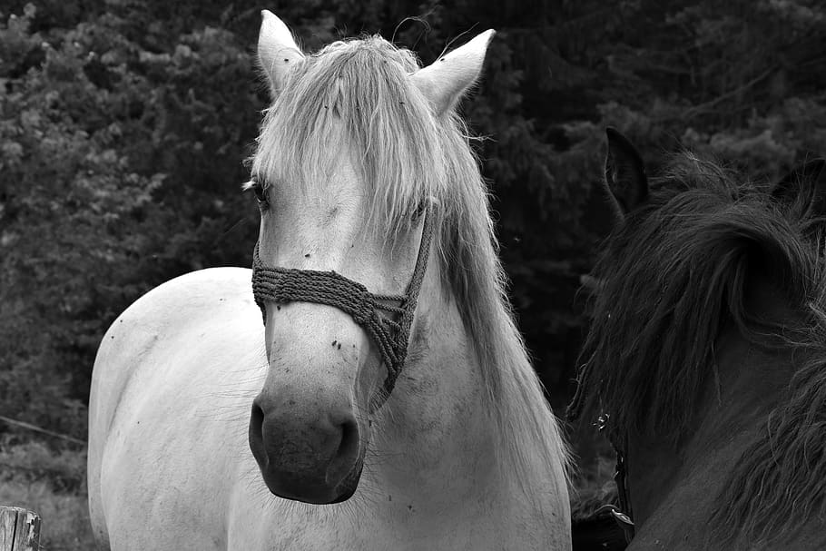 horse, mammal, animal themes, domestic, pets, livestock, domestic animals HD wallpaper