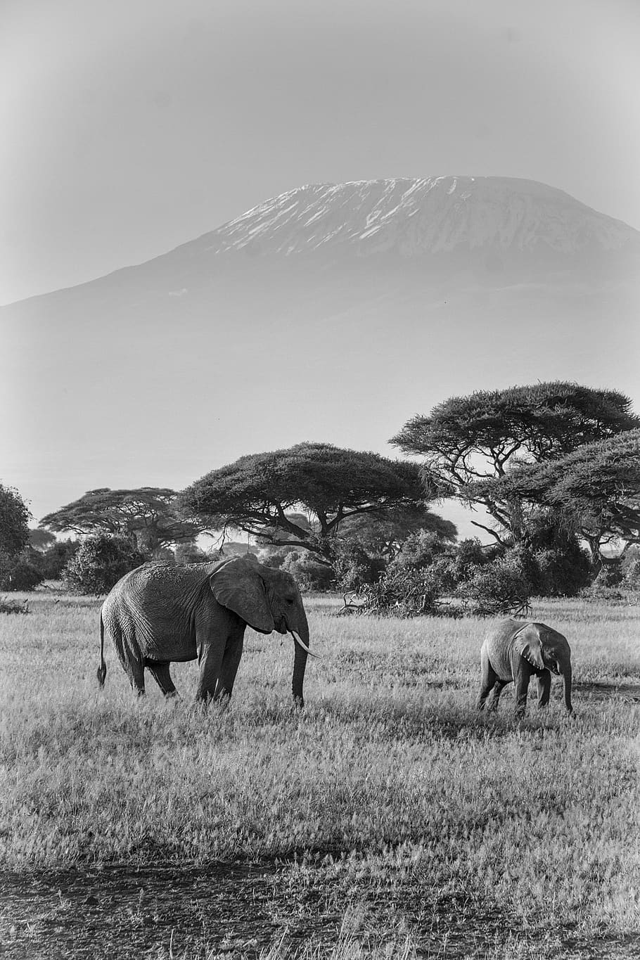 elephant, africa, safari, animals, nature, mammal, animal world, HD wallpaper