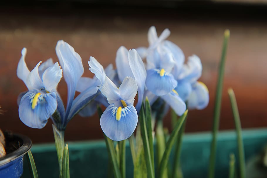 iris blue, bulb, flowers, flowering plant, vulnerability, fragility HD wallpaper