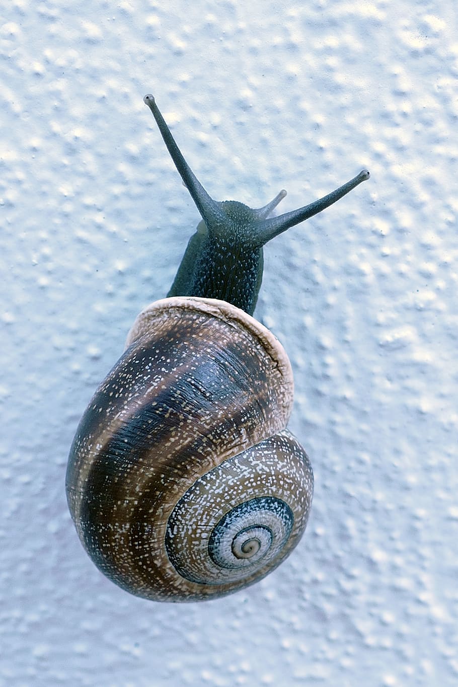 snail, mollusc, huisjesslak, cochlea, feeler, slow, slowly, HD wallpaper