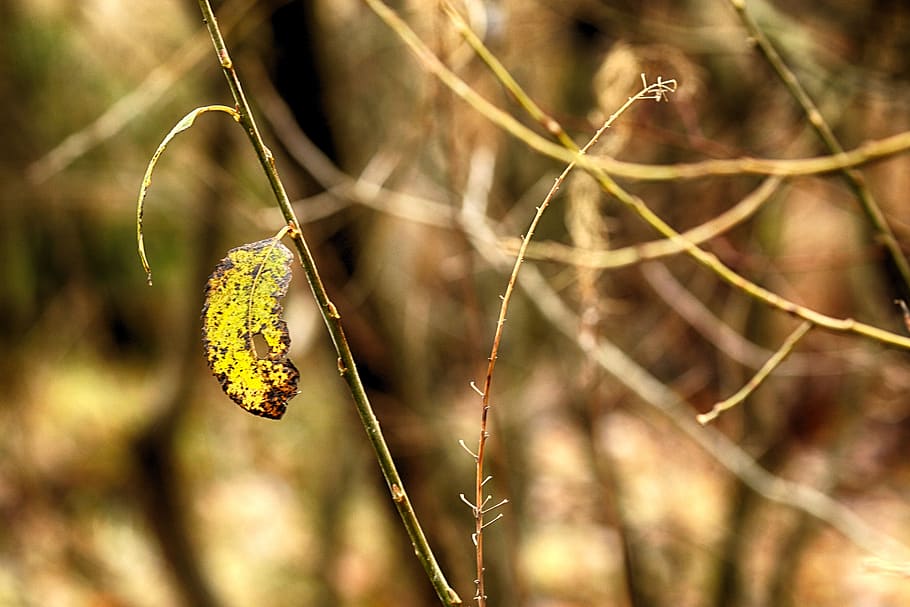 leave, nature, autumn, fall, plant, focus on foreground, growth HD wallpaper